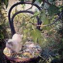 vignette photo
